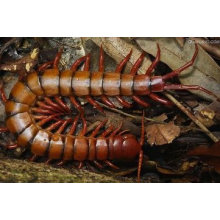 100% Natural Scolopendra Centipede Extracto Polvo